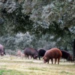 the key phase of pig grazing for Iberian ham |