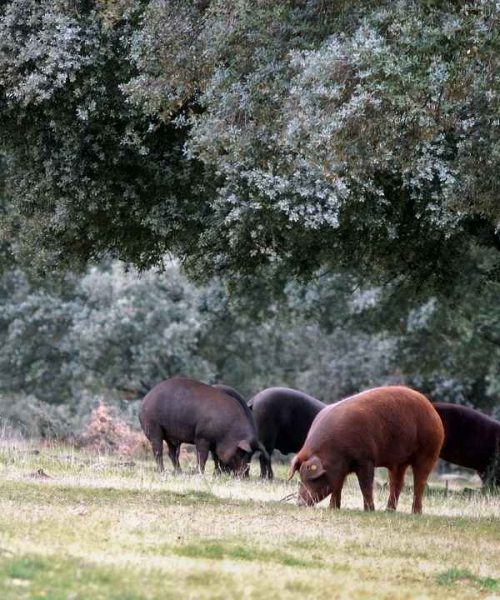 the key phase of pig grazing for Iberian ham